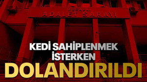 Kedi sahiplenmek isterken dolandırıldı